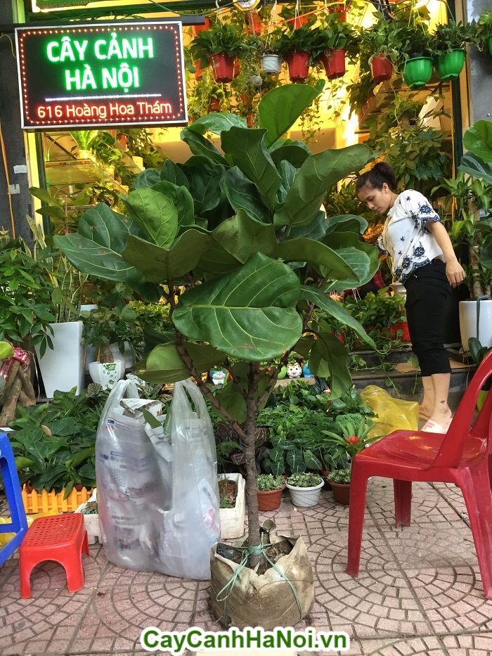 Cây bàng Singapore– loại cây mang lại may mắn,sức khỏe dồi dào hình 2