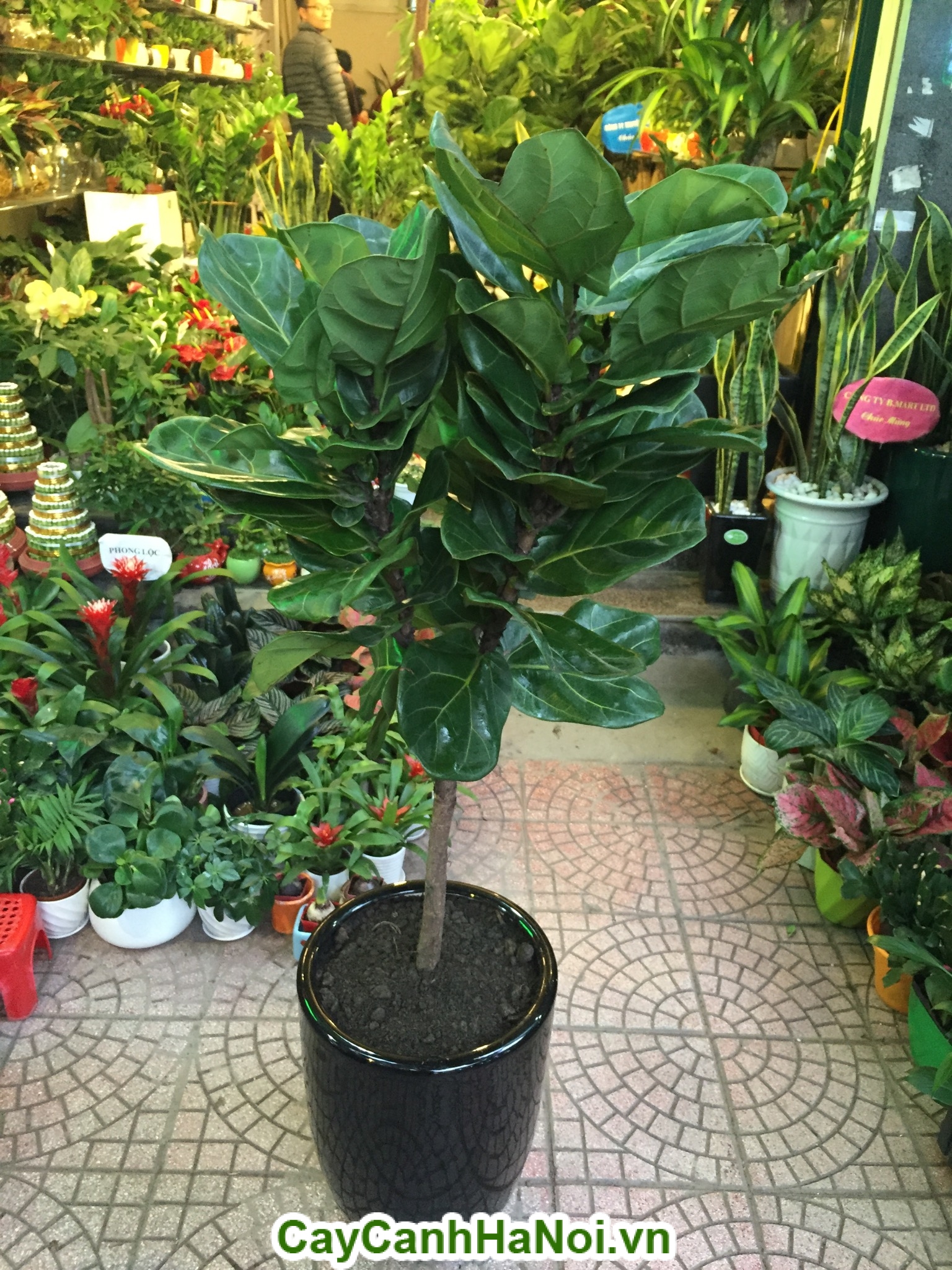Cây bàng Singapore– loại cây mang lại may mắn,sức khỏe dồi dào hình 3