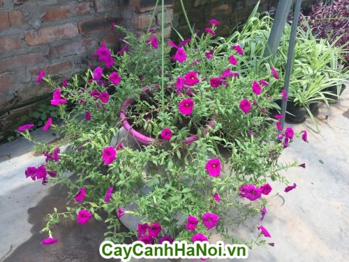 Hoa dạ yến thảo loài hoa mang sắc hồng rực rỡ hinh 4